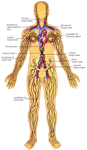 lymphatic system2
