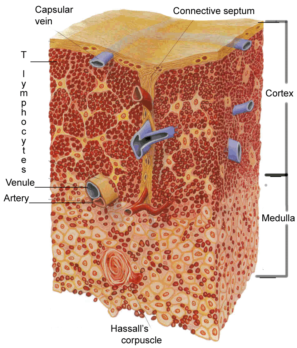 thymus gland structure