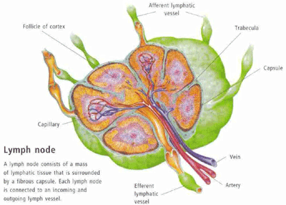 lymph node