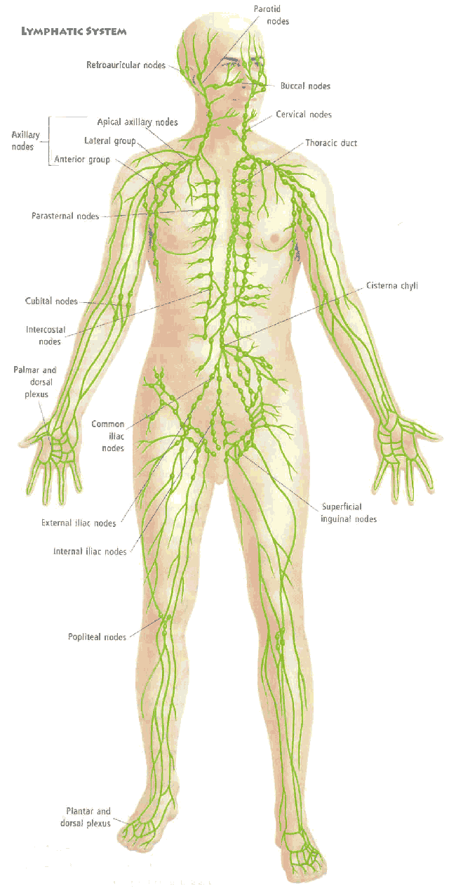 Lymphatic System